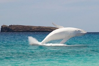 Cá voi trắng cực hiếm xuất hiện ở biển Australia