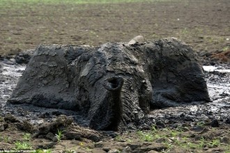 "Nghẹt thở" giải cứu voi con đang hấp hối trong bùn lầy