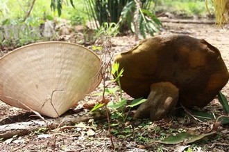 Vì sao nấm lạ khổng lồ ở Đắk Lắk vọt lớn như “Thánh Gióng“?