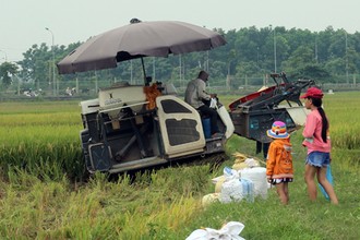 Tết thiếu nhi của những đứa trẻ đi gặt lúa cùng bố mẹ ở Hà Nội