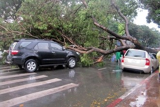 Cây bật gốc đổ la liệt trên đường TPHCM vì mưa bão