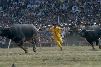 Những lễ hội đâm, chọi trâu gây tranh cãi ở Việt Nam