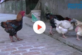 Đàn gà tiến vua hàng trăm triệu của lão nông Hưng Yên