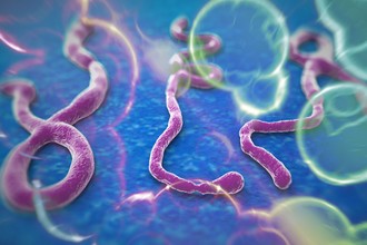 Thuốc thử nghiệm Ebola hiệu quả với trên khỉ