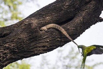 Vẹt mẹ bất lực chiến đấu với kỳ đà để bảo vệ con