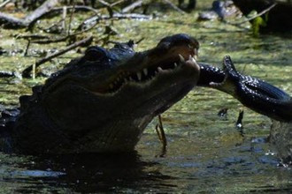 Ảnh động vật tuần: Cá sấu tung đòn nghiền nát rắn, thỏ ngắm hoa...