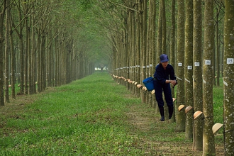 Cổ đông Cao su Thống Nhất bất đồng việc thoái vốn Baria Serece 