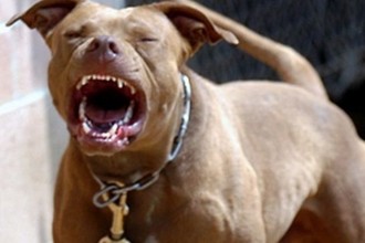 Clip hàng chục người lăn xả cứu em bé bị chó pitbull cắn