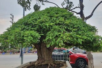 Cây ăn quả thành bonsai, chủ nhân ra giá 300 triệu mới bán