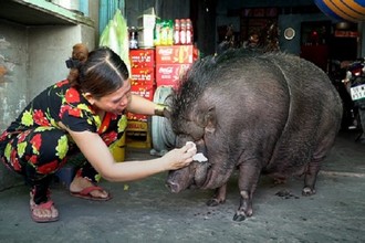 Video: Nuôi heo rừng nặng 200 kg làm thú cưng 