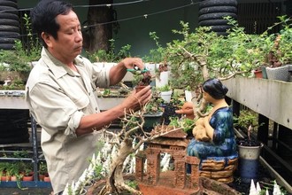 Chi tiết những cây bonsai mini của lão nông Nha Trang