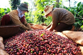 Giá hồ tiêu ngày 23/9 đi ngang, giá cà phê quay đầu giảm