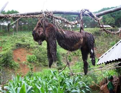 Man rợ “thói” treo chó... đuổi tà của người Việt