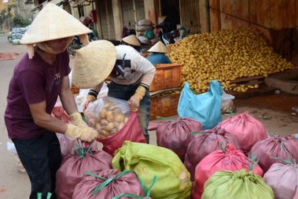 Chiêu “hô biến” khoai tây TQ thành khoai tây Đà Lạt