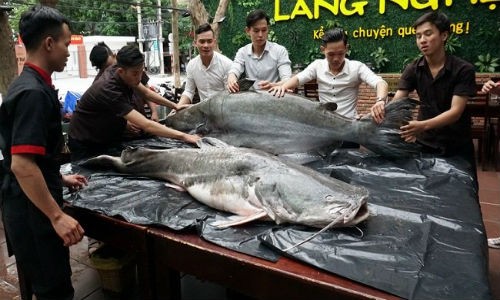 "Thủy quái khủng" hơn 200 kg xuất hiện gây xôn xao Đà Nẵng