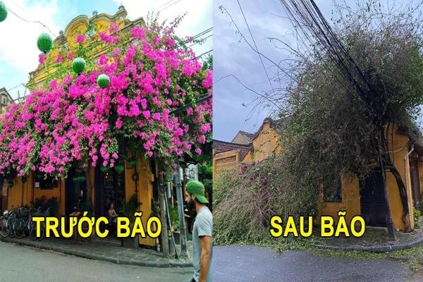 CĐM tiếc "hùi hụi" giàn hoa giấy Hội An đổ sập sau bão