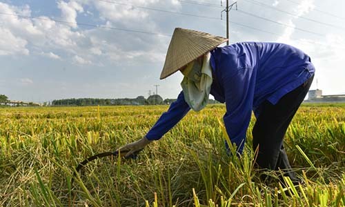 Gặt lúa trong nắng cháy 41 độ C