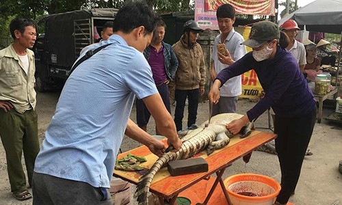 Video: Cận cảnh chích điện, mổ thịt cá sấu ở bến xe