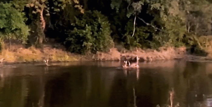 Video: Chó hoang tung chiêu săn mồi kỳ lạ