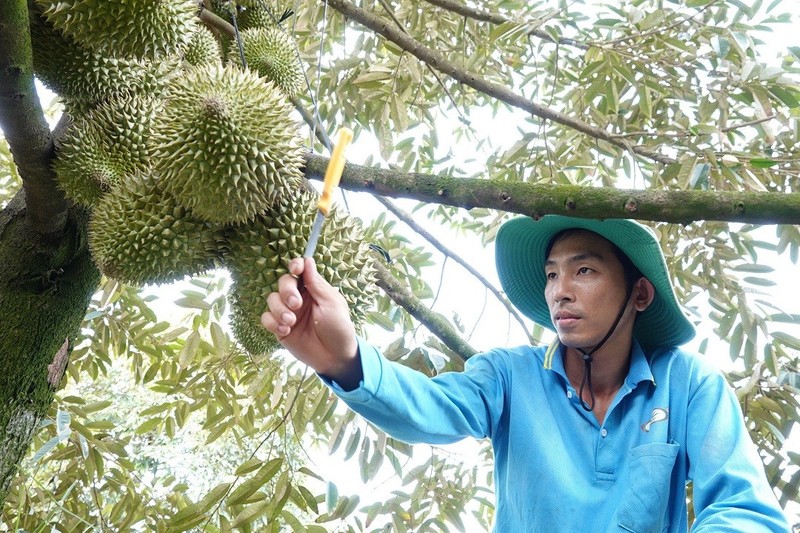 Anh nông dân "bỏ phố" về quê, kiếm 1 tỷ nhờ trồng cây "lạ"