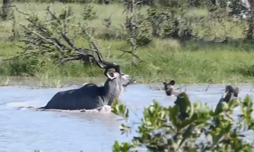 Clip: Nhảy sông săn linh dương, chó hoang bị sút tung mõm 