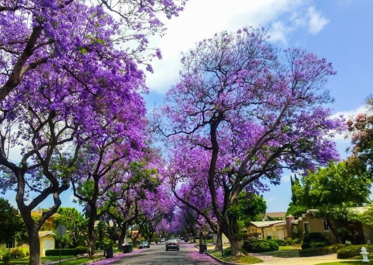 Những loài hoa màu tím ở Đà Lạt níu chân du khách