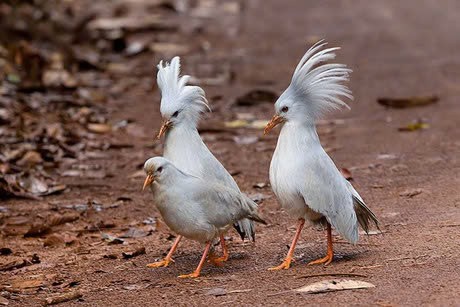 Chung thủy quá mức, loài chim đối diện với nguy cơ tuyệt chủng