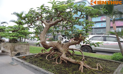 Ngắm bonsai ổi dáng thế siêu đẹp 