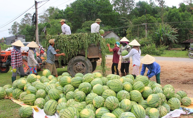 Đại biểu tâm tư chuyện được mùa, rớt giá và hiến kế giải cứu nông sản