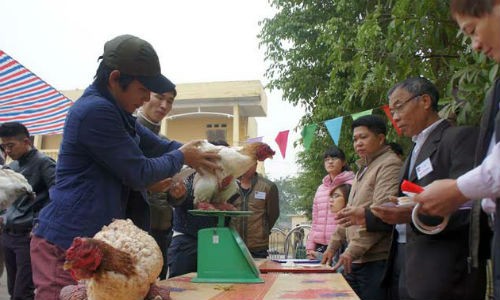 Gà “chân voi” đua nhau khoe sắc ở Hưng Yên chào năm mới