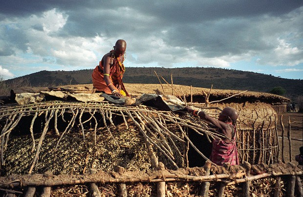 Vì sao bộ tộc người Maasai lấy phân trâu bò để xây nhà?