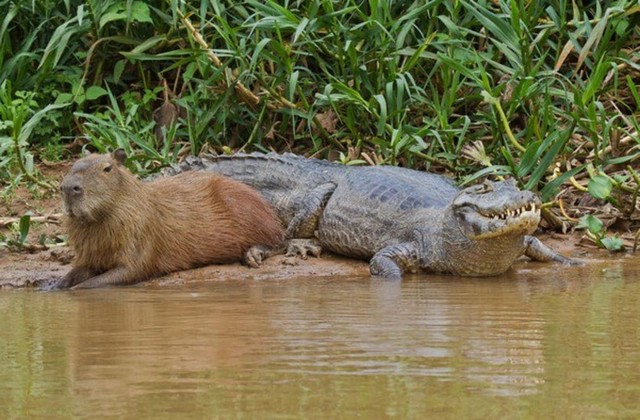 Tại sao Capybara có thể chung sống hòa thuận cùng cá sấu?