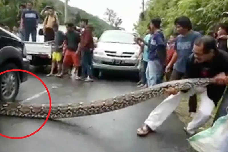 Video: Trăn khổng lồ dài 10m bị ô tô cán, dân hò nhau hiệp lực giải cứu