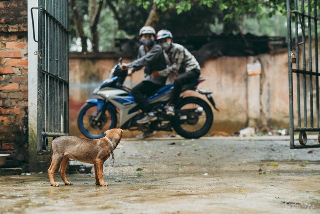 Video: Kẻ trộm dùng súng điện bắt chó 