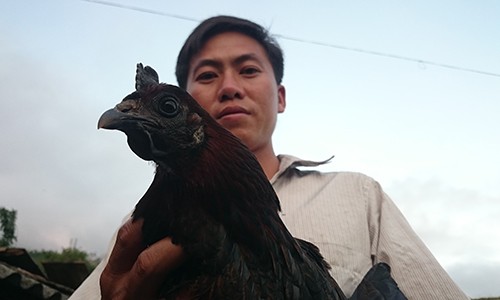 Săn gà đen