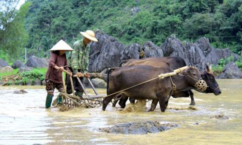 Nơi trâu bò có lễ hội nghỉ dưỡng riêng hằng năm 