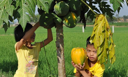 Người dân Thanh Chương trồng đu đủ Thái "hái" ra tiền