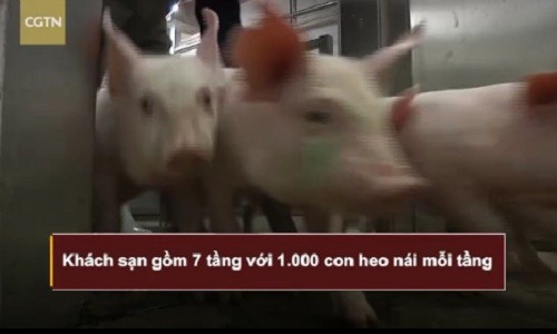 Video: Kỳ lạ khách sạn 5 sao Trung Quốc chỉ dùng để....chăn lợn