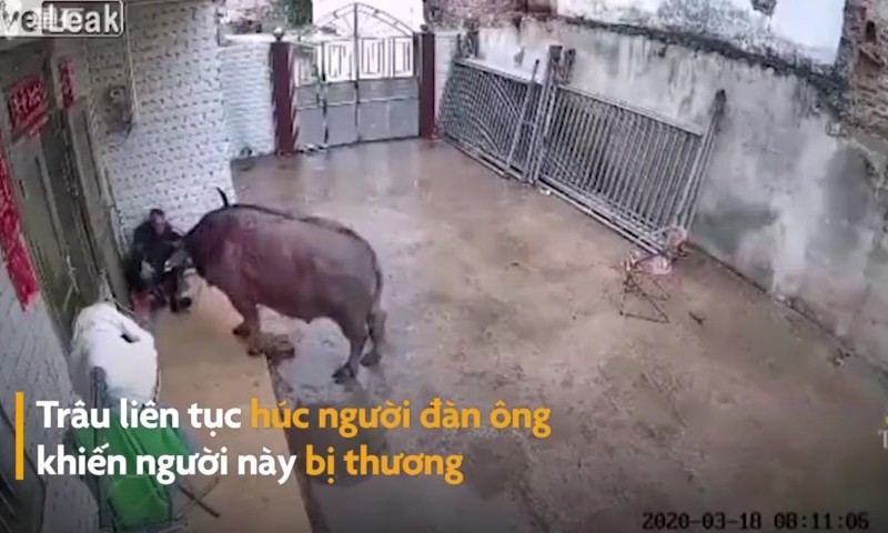 Video: Bị xua đuổi, trâu điên húc liên tiếp khiến người đàn ông gãy xương 