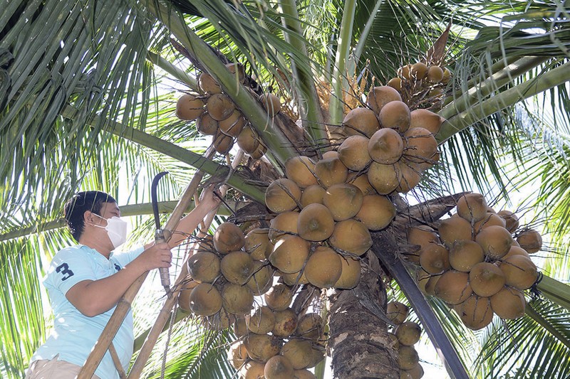 Dừa Việt xuất sang Trung Quốc, người Thái lo lặp lại kịch bản sầu riêng