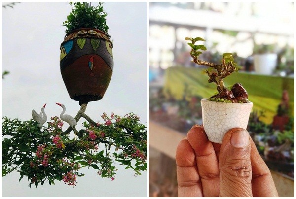 Chiêm ngưỡng 2 vườn bonsai độc đáo xác lập kỷ lục ở Việt Nam