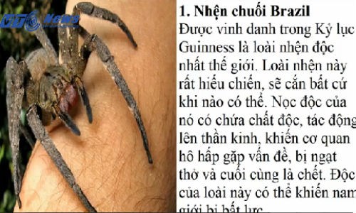 10 loài nhện độc nhất thế giới