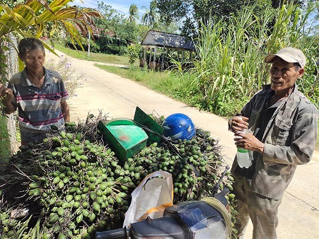 Bình Định: Cau tươi tăng giá, thương lái vô vườn săn lùng