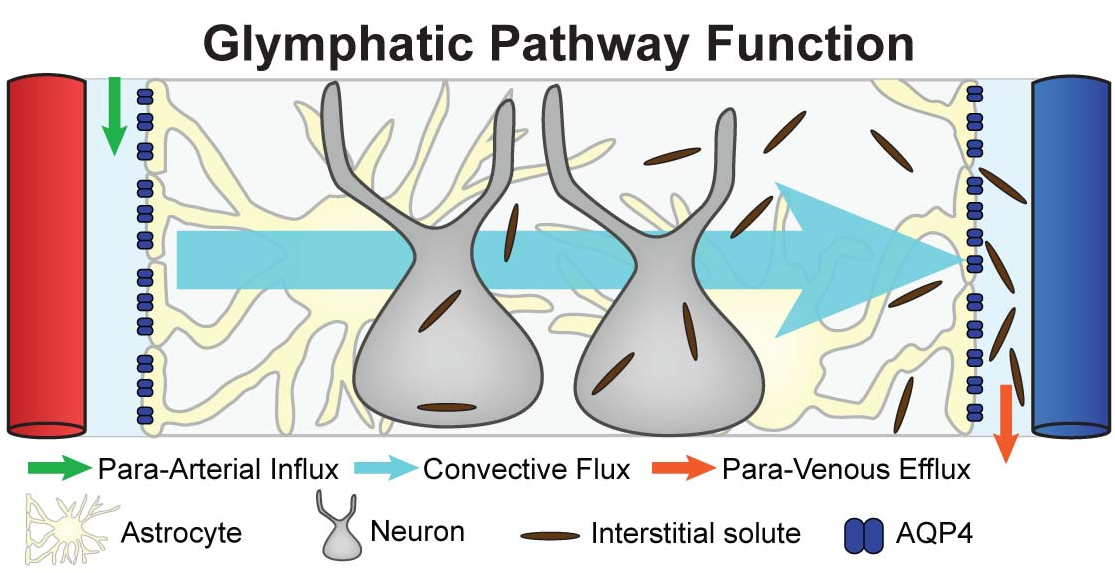 Sơ đồ này cho thấy các thành phần liên quan đến con đường thanh thải glymphatic trong não. (ảnh: Jeffrey J. Iliff/Wikimedia Commons)