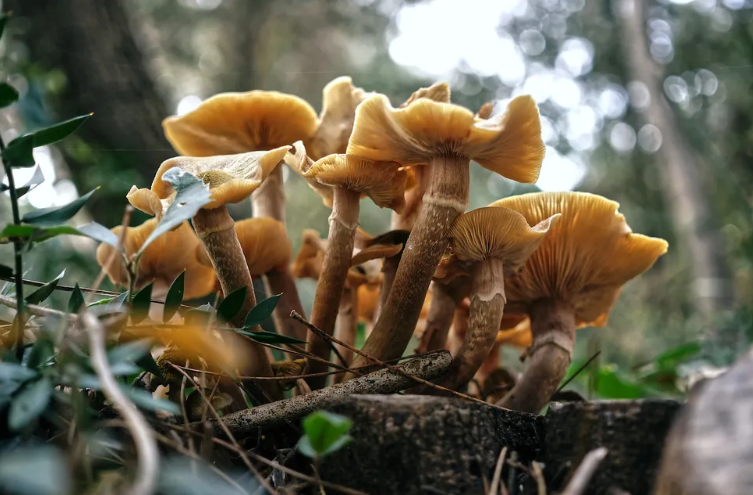 Nấm Armillaria (ảnh: Getty Images)