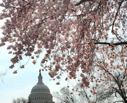 Chùm ảnh hoa anh đào tuyệt đẹp ở Washington 