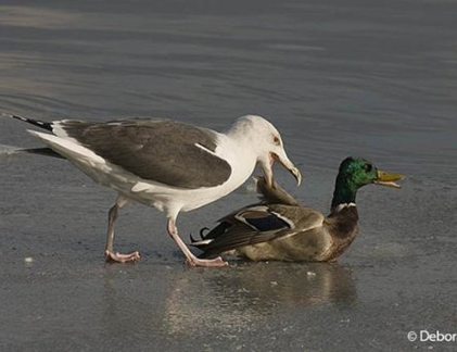 Những tuyệt chiêu săn mồi kỳ dị của “quái điểu“