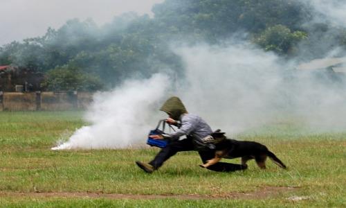 Một ngày với những "chiến khuyển" đặc biệt của Bộ đôi Biên phòng