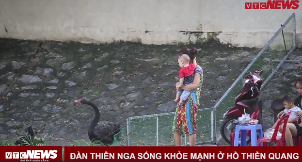 Video: Đàn thiên nga hàng trăm triệu đồng ở hồ Thiền Quang giờ ra sao? 