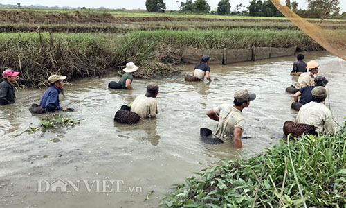 Xem dân xứ Quảng bắt cá bằng nơm tre mùa mưa lũ